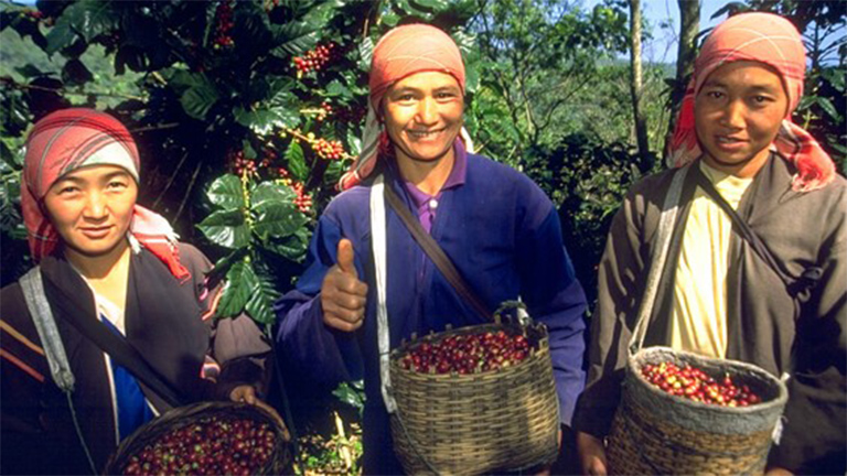 Coffee bean collection at Doi Tung Coffee Estate