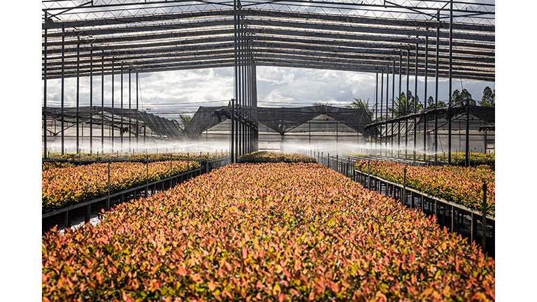 Suzano's Eucalyptus nursery